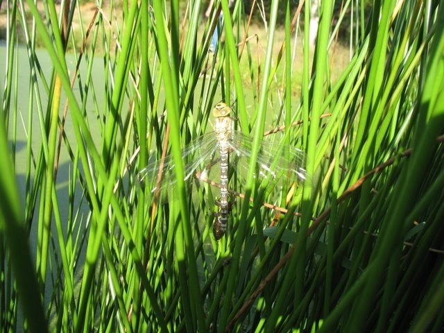 2007 08 Bois de Rochefort 08